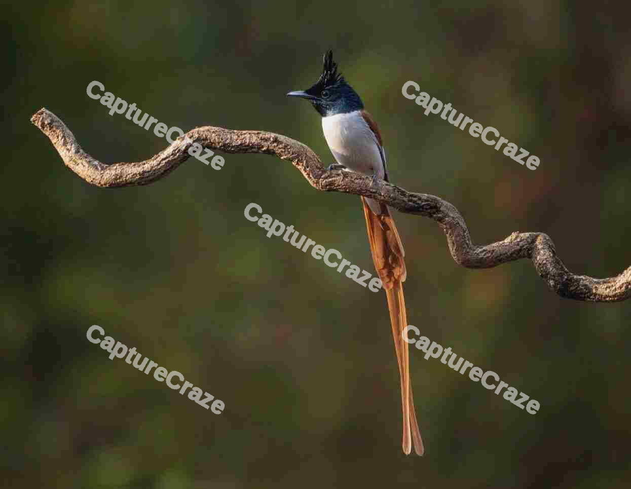 Indian paradise flycatcher